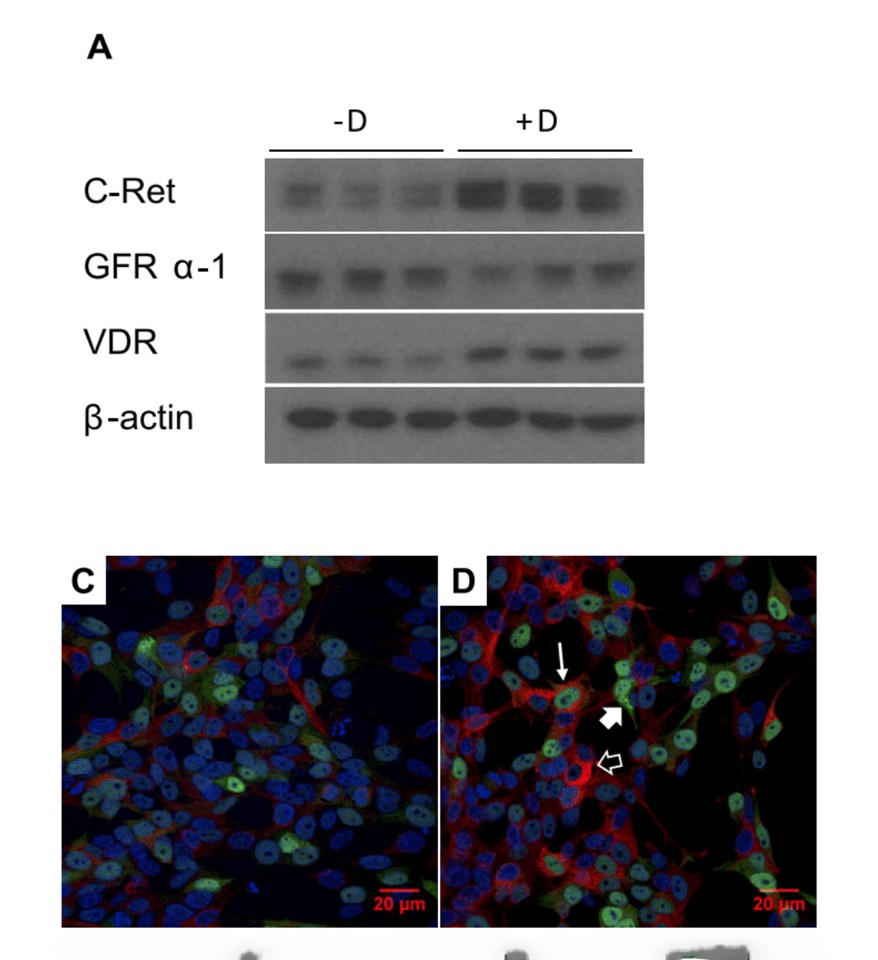 Figure from the paper