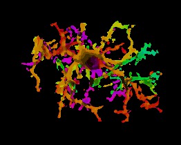 Individually isolated microglial cell, reconstructed in 3D, with color representing depth.