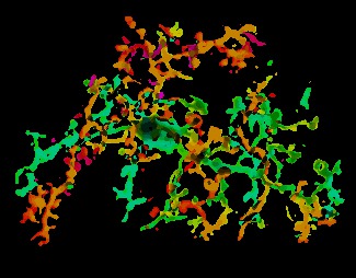 A second individually isolated microglial cell, reconstructed in 3D, with color representing depth.