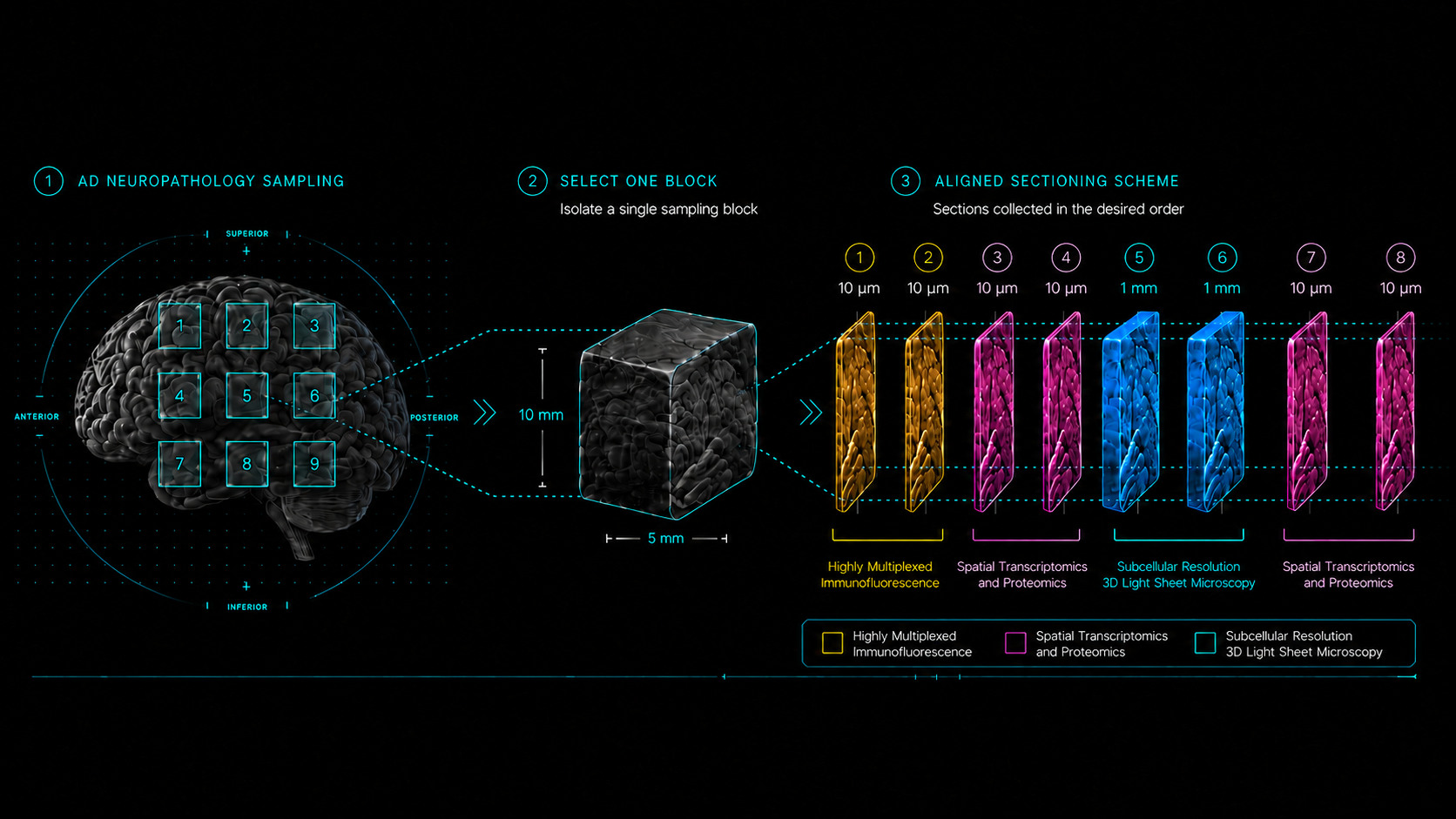 Three-step sampling scheme: nine numbered sampling regions arranged across one hemisphere for Alzheimer's disease neuropathology sampling, a single ten by five millimetre block isolated from it, and an aligned sectioning scheme collecting eight sections in order — two 10 micrometre sections for highly multiplexed immunofluorescence, two 10 micrometre sections for spatial transcriptomics and proteomics, two 1 millimetre sections for subcellular 3D light sheet microscopy of intact tissue, and two further 10 micrometre sections for spatial transcriptomics and proteomics.