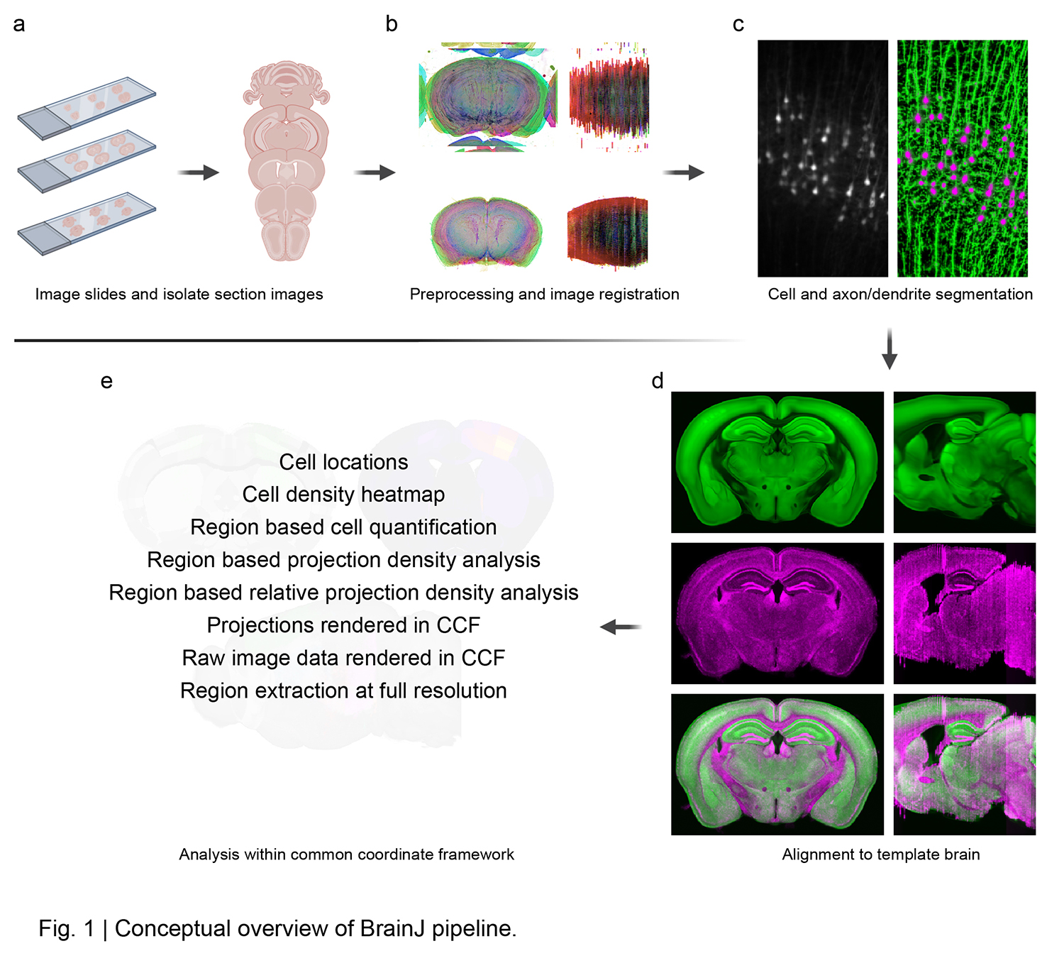 BrainJ whole-brain reconstruction example